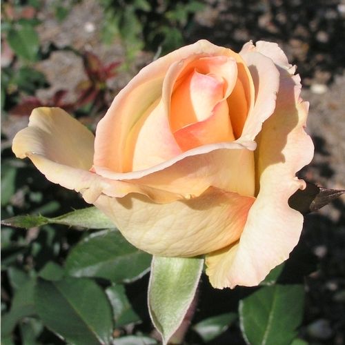 Maslová s jemne ružovým okrajom - Stromkové ruže s kvetmi čajohybridovstromková ruža s rovnými stonkami v korune